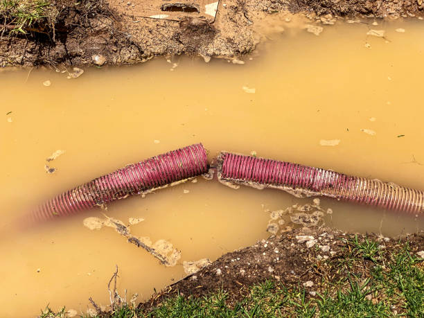 Best Mold removal after water damage  in Whispering Pines, NC